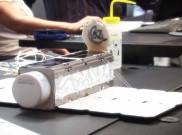 Kisah Dove, si Satelit Terkecil