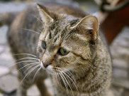 Sadis, Pria Tega Rebus 600 Kucing Hidup-Hidup
