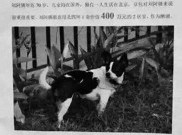 Anjing Hilang, Pemiliknya Hadiahkan Rumah Seharga Rp8,5 Miliar Bagi Penemu