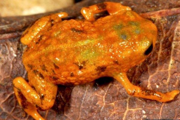 Tujuh Spesies Baru katak Ditemukan