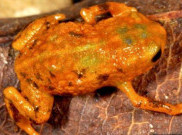 Tujuh Spesies Baru katak Ditemukan
