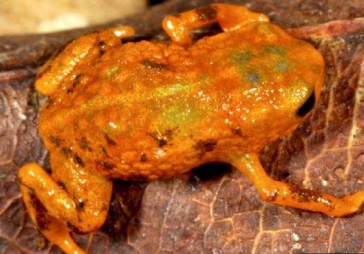 Tujuh Spesies Baru katak Ditemukan