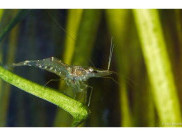 Hewan-Hewan dengan Tubuh Transparan