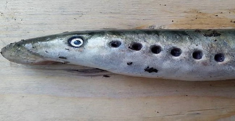 Fenomena Hujan Ikan Vampir Terjadi di Alaska