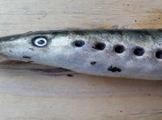 Fenomena Hujan Ikan Vampir Terjadi di Alaska