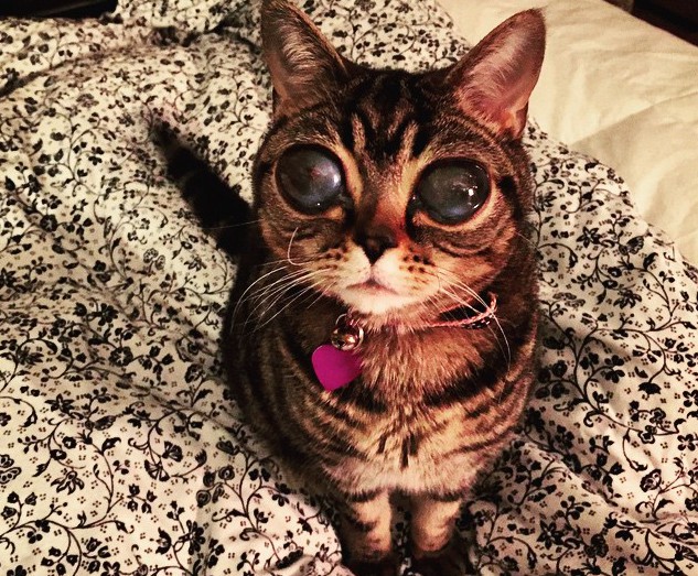 Matilda, Kucing Bermata Alien