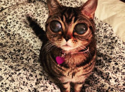 Matilda, Kucing Bermata Alien