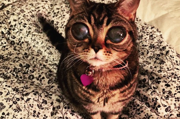 Matilda, Kucing Bermata Alien