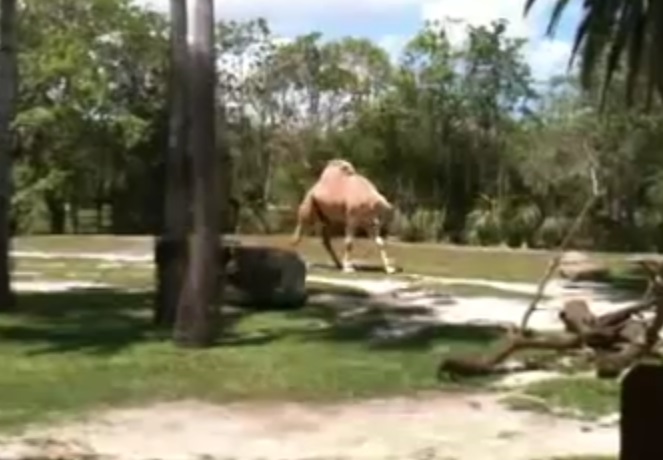 Seram, Seekor Unta Dapat Berjalan Tanpa Kepala