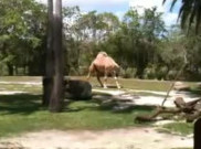 Seram, Seekor Unta Dapat Berjalan Tanpa Kepala