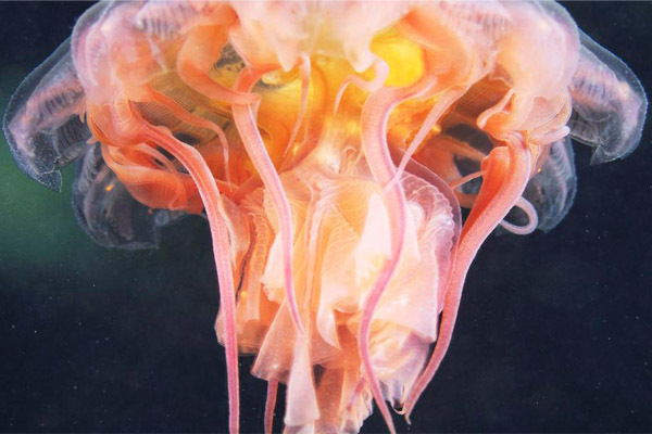 Hewan Laut yang Baru Ditemukan