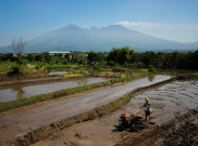 Hadapi El Nino, Kementerian Pertanian Siapkan 20.000 Pompa Air