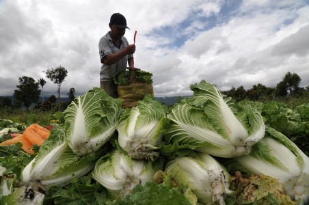 Minim Lahan, 400 Petani Alih Profesi Setiap Tahunnya