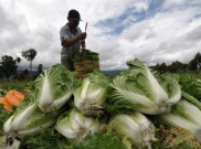 Minim Lahan, 400 Petani Alih Profesi Setiap Tahunnya