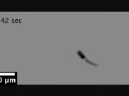 Nanoswimmer, Robot Kecil Pengantar Obat ke Sel Kanker