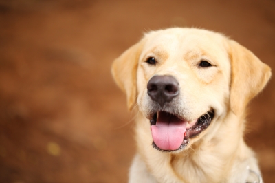 Dokter Hewan Selundupkan Heroin dalam Tubuh Anjing