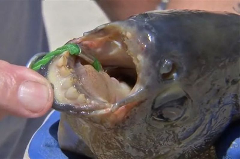 Ikan Pacu, Ikan Langka Bergigi Manusia
