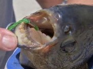 Ikan Pacu, Ikan Langka Bergigi Manusia