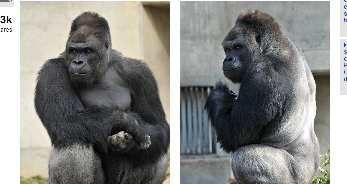Shabani, Gorila Ganteng Penakluk Hati Gadis Jepang