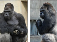 Shabani, Gorila Ganteng Penakluk Hati Gadis Jepang
