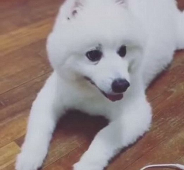 Spitz Caleb, Anjing yang Bisa Menirukan Suara Bebek