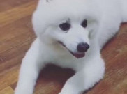 Spitz Caleb, Anjing yang Bisa Menirukan Suara Bebek