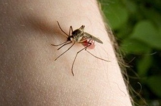 WHO Tetapkan Status Darurat Global untuk Virus Zika