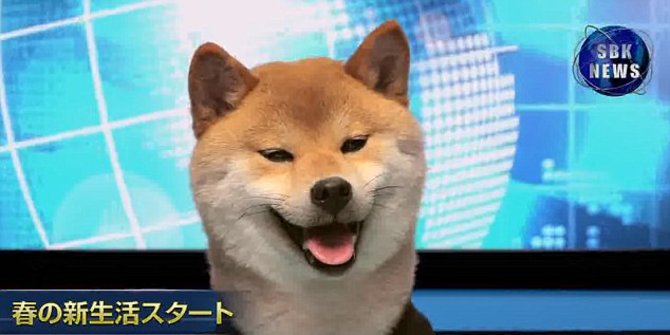 Anjing Lucu Ini Jadi Pembawa Acara TV di Jepang