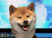 Anjing Lucu Ini Jadi Pembawa Acara TV di Jepang