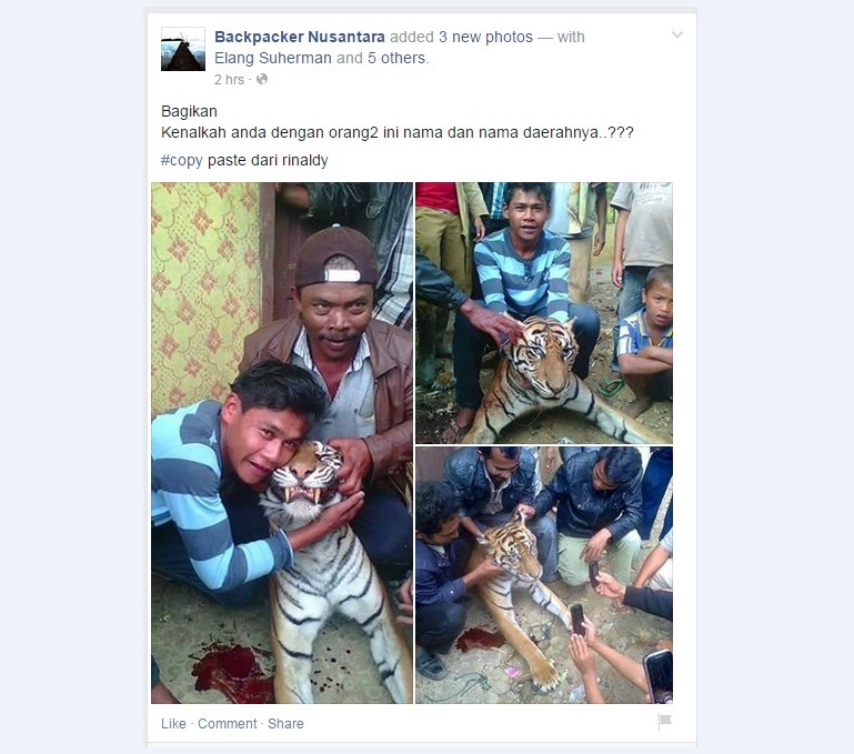 Sadis, Seekor Harimau Dibunuh dan Dijadikan Mainan
