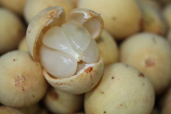 Manfaat Buah Duku Selama Berpuasa