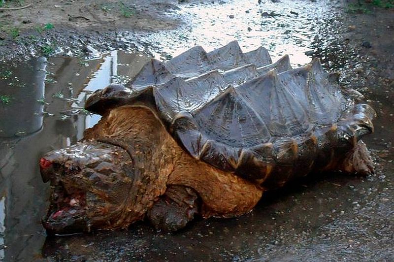 Kura-Kura Ganas Mirip Dinosaurus Bikin Geger