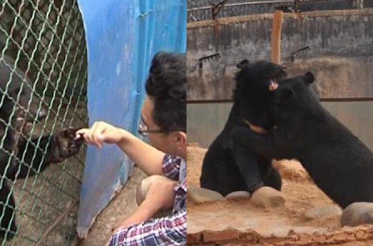 Bali Zoo Membiakkan Beruang Madu