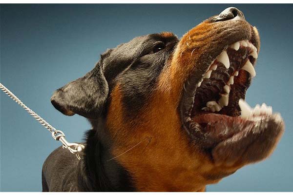 Perda Daging Anjing Demi Sterilisasi Wabah Rabies?