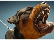 Perda Daging Anjing Demi Sterilisasi Wabah Rabies?
