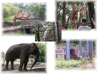 Hari Pertama Lebaran, Ragunan Tawarkan Aplikasi Ragunan Zoo