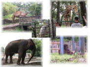 Hari Pertama Lebaran, Ragunan Tawarkan Aplikasi Ragunan Zoo