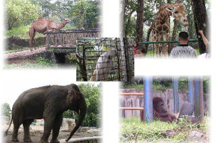 Hari Pertama Lebaran, Ragunan Tawarkan Aplikasi Ragunan Zoo