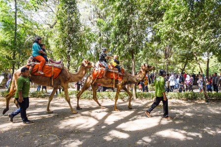 Liburan Lebaran di Kebun Binatang Surabaya