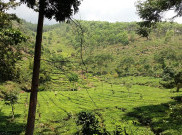 Pesona Keindahan Kaki Gunung Lawu