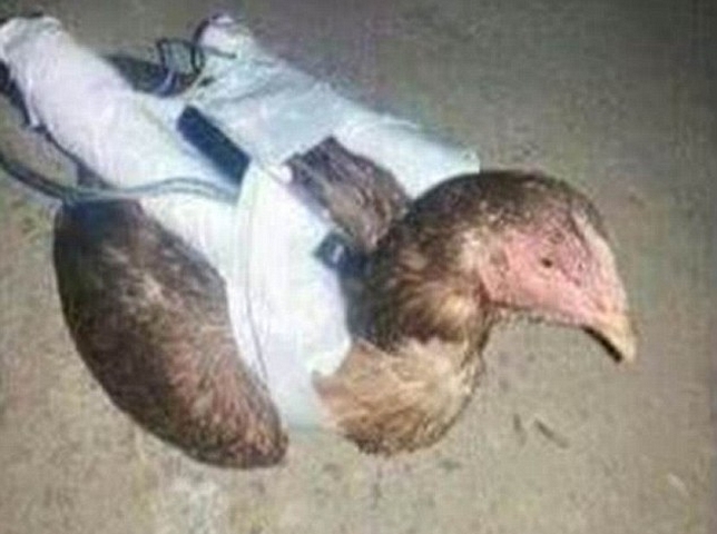 ISIS Gunakan Ayam untuk Bom Bunuh Diri