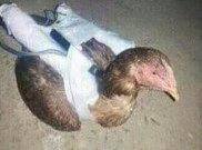 ISIS Gunakan Ayam untuk Bom Bunuh Diri