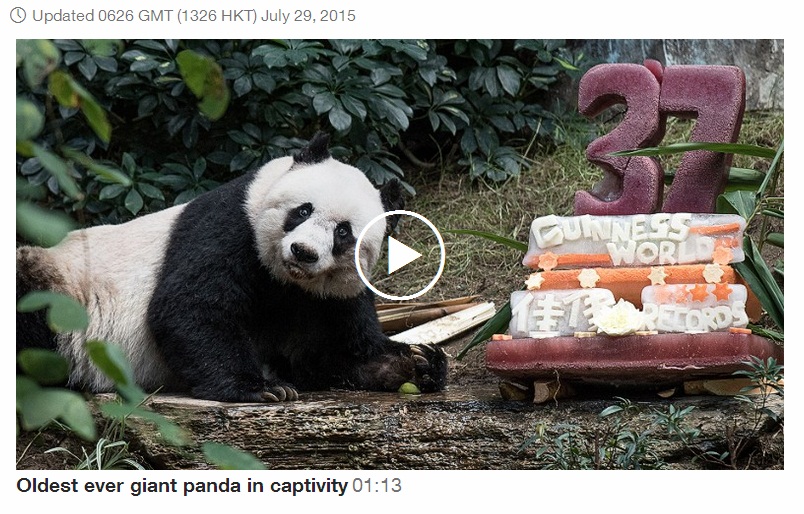 Panda Tertua di Dunia Rayakan Ulang Tahunnya