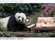 Panda Tertua di Dunia Rayakan Ulang Tahunnya