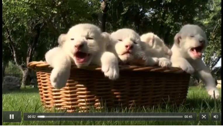 3 Bayi Singa Putih Lahir di Kebun Binatang Crimea