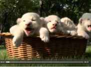 3 Bayi Singa Putih Lahir di Kebun Binatang Crimea