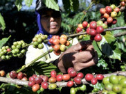 Eksportir Kopi Incar Afrika Sebagai Pasar Baru