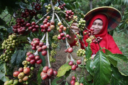 1.000 Kopi Flores Gratis Bagi Pecinta Kopi
