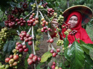 1.000 Kopi Flores Gratis Bagi Pecinta Kopi 
