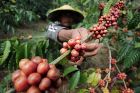 Kopi Nusantara Jadi Tren di Kalangan Penikmat Kopi